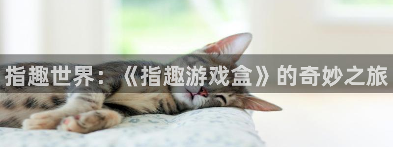 杏宇代理